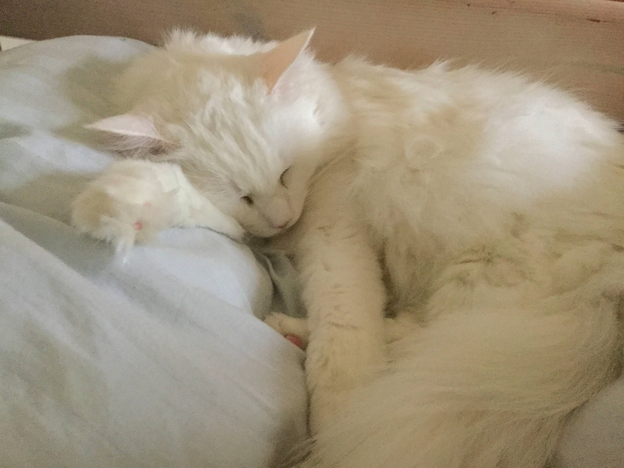 Cupidon participe au concours pour gagner de l'argent avec cette photo : carnivore, cat, domestic_long_haired_cat, felidae, fur, khao_manee, kitten, nap, norwegian_forest_cat, ragdoll, sleep, small_to_medium_sized_cats, tail, turkish_angora, turkish_van, whiskers