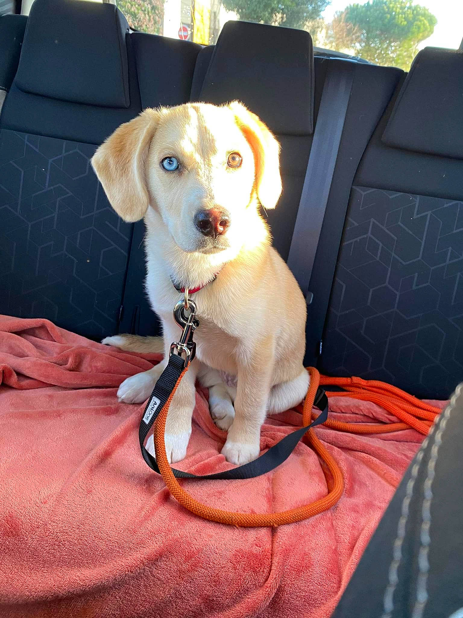 Uriel a rejoint le concours — aidez-le/la à gagner de superbes lots ! canidae, carnivore, chair, collar, comfort, companion_dog, dog, dog_breed, dog_collar, dog_supply, fawn, gun_dog, hound, hunting_dog, pet_supply, snout, sporting_group, vehicle_door, working_animal, working_terrier