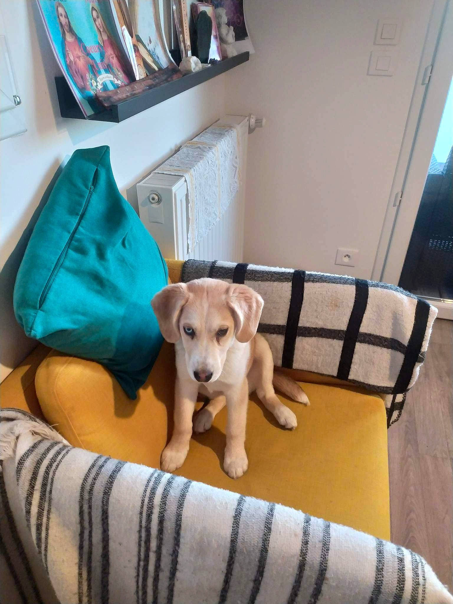 Uriel participe au concours pour gagner de l'argent avec cette photo : carnivore, chair, comfort, companion_dog, couch, dog, dog_breed, dog_supply, fawn, flooring, furniture, hardwood, living_room, pillow, room, shelf, table, toy_dog, wood, working_animal