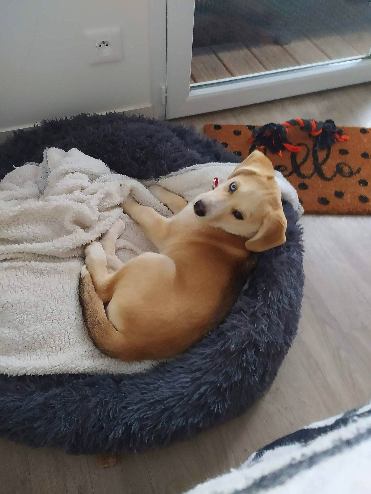 Uriel participe au concours pour gagner de l'argent avec cette photo : art, carnivore, comfort, companion_dog, dog_bed, dog_breed, dog_supply, fawn, felidae, flooring, fur, plush, room, snout, stuffed_toy, tail, terrestrial_animal, toy, whiskers, wood