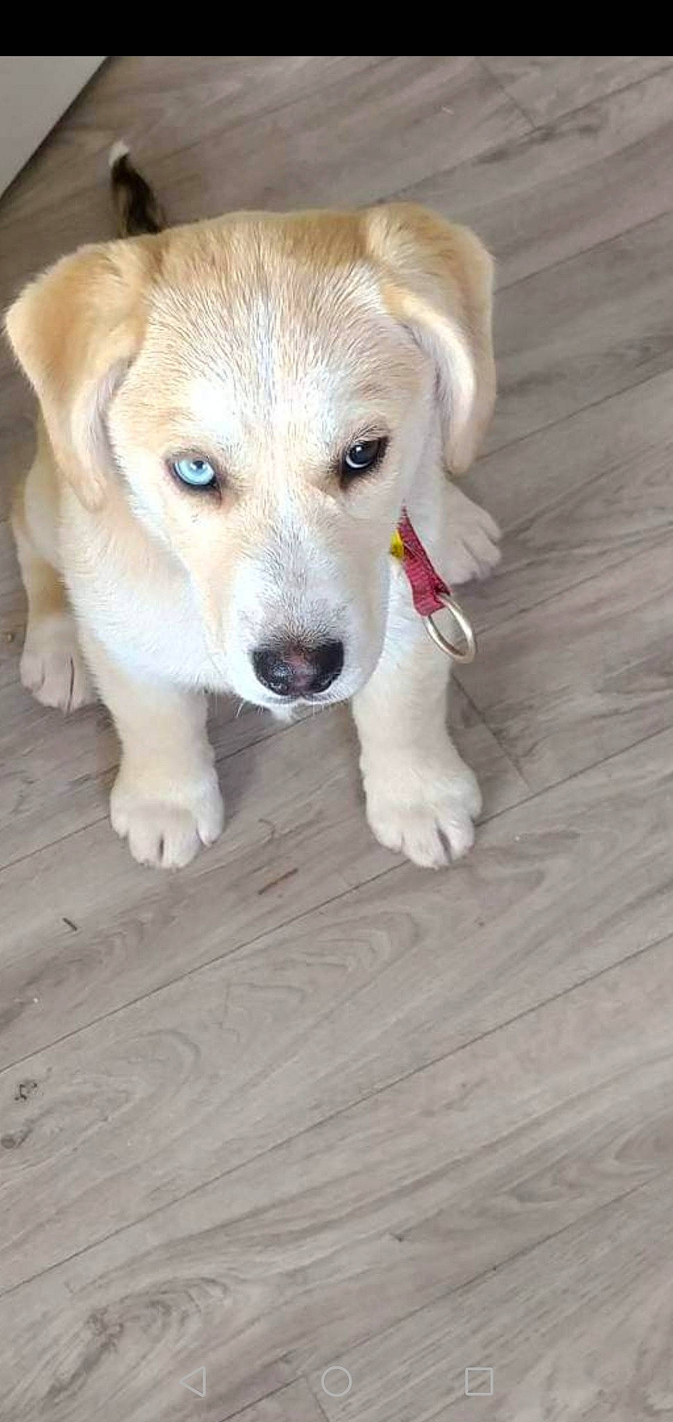 Uriel a rejoint le concours — aidez-le/la à gagner de superbes lots ! canidae, carnivore, collar, companion_dog, dog, dog_breed, fawn, floor, flooring, fur, hardwood, plank, sporting_group, street_dog, tail, whiskers, wood, wood_flooring, wood_stain, working_animal