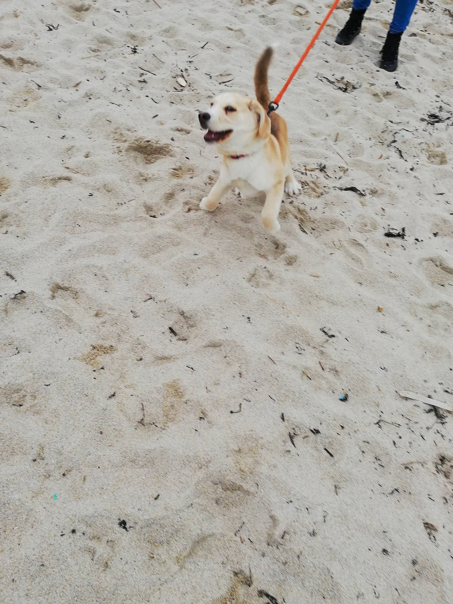 Uriel a rejoint le concours — aidez-le/la à gagner de superbes lots ! beach, canidae, carnivore, collar, companion_dog, dog, dog_breed, dog_collar, dog_supply, fun, leash, paw, pet_supply, sand, shadow, soil, sporting_group, street_dog, working_animal, working_dog