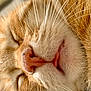 cat, ginger_cat, close_up, sleeping, whiskers, nose, fur, pet, animal, relaxed, cute, feline, soft, cozy, nap, face, muzzle, portrait, domestic_cat, resting