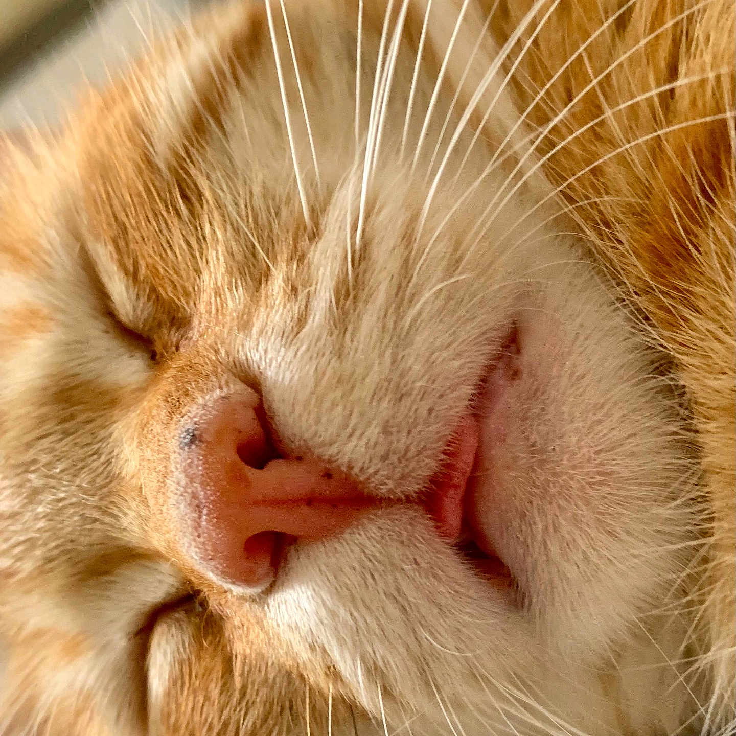 Caramel participe au concours pour gagner de l'argent avec cette photo : animal, cat, close_up, cozy, cute, domestic_cat, face, feline, fur, ginger_cat, muzzle, nap, nose, pet, portrait, relaxed, resting, sleeping, soft, whiskers