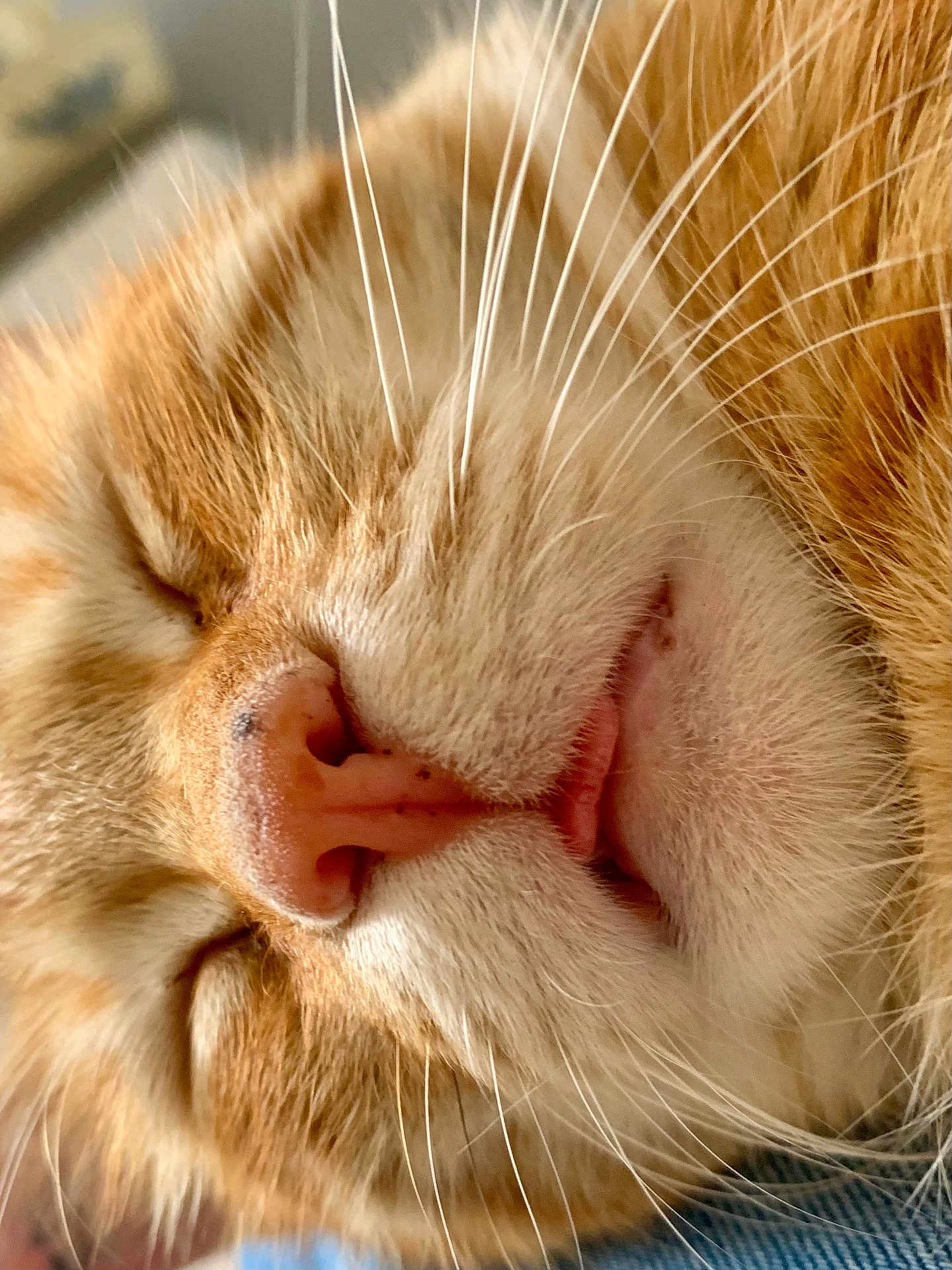 Caramel participe au concours pour gagner de l'argent avec cette photo : cat, ginger_cat, close_up, sleeping, whiskers, nose, fur, pet, animal, relaxed, cute, feline, soft, cozy, nap, face, muzzle, portrait, domestic_cat, resting