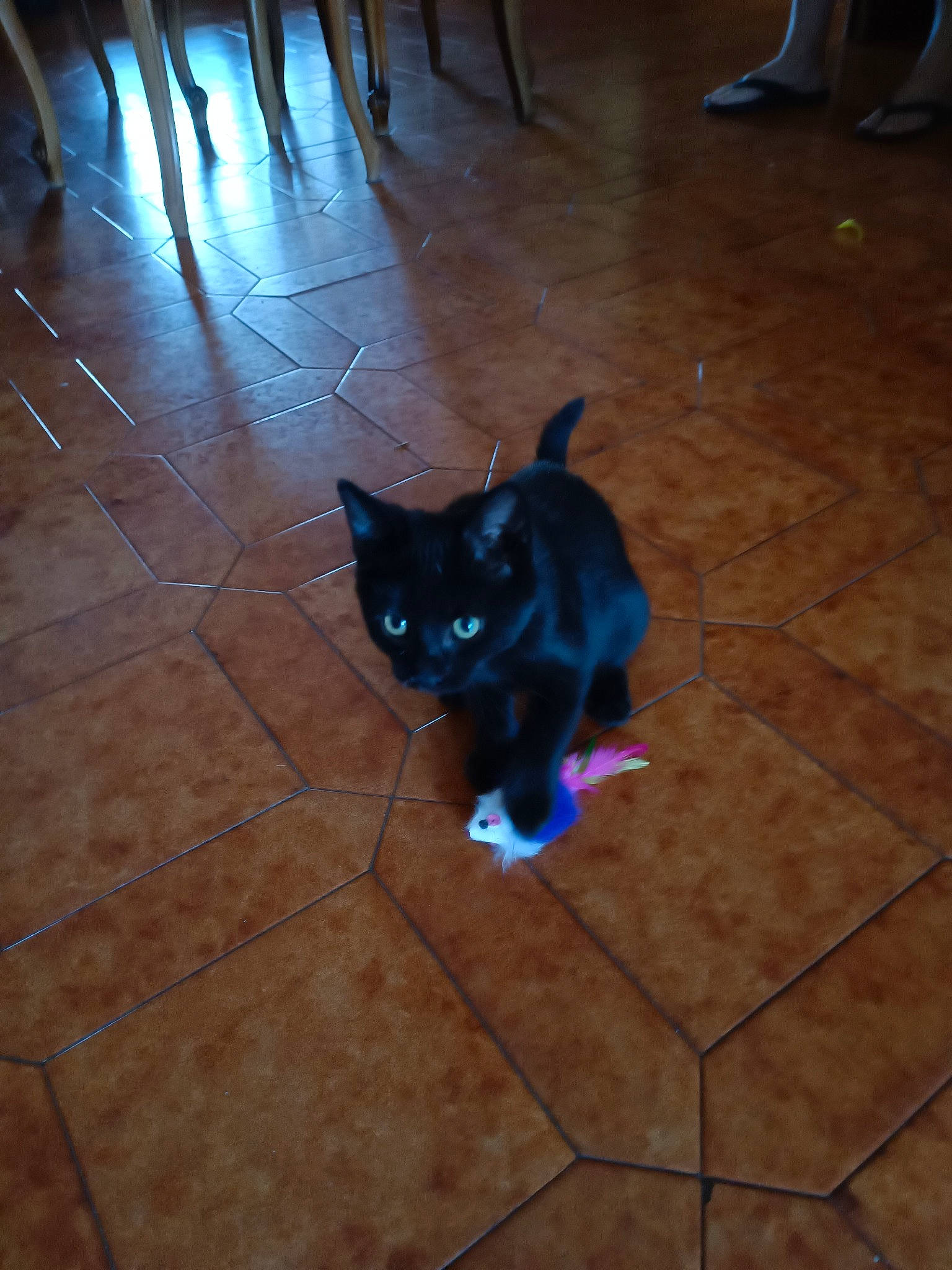 Bagherra participe au concours pour gagner de l'argent avec cette photo : black_cat, carnivore, cat, dog_breed, domestic_short_haired_cat, electric_blue, felidae, floor, flooring, fur, hardwood, laminate_flooring, road_surface, shadow, small_to_medium_sized_cats, tail, tile_flooring, whiskers, wood, wood_flooring