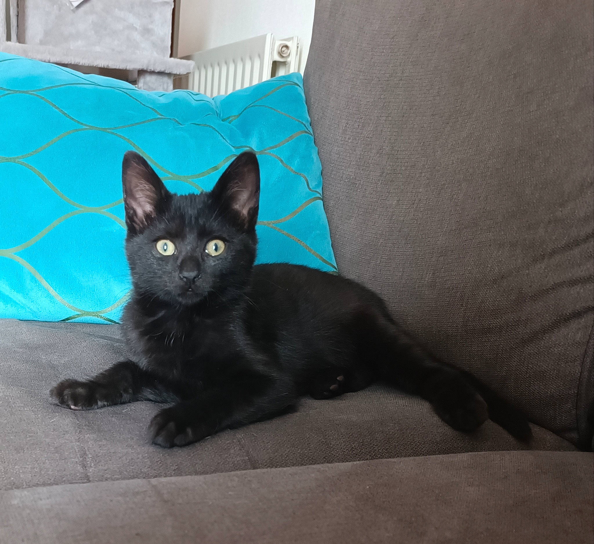 Bagherra a rejoint le concours — aidez-le/la à gagner de superbes lots ! black_cat, bombay, carnivore, cat, claw, comfort, domestic_short_haired_cat, electric_blue, eye, felidae, flooring, fur, grey, head, iris, sitting, small_to_medium_sized_cats, snout, tail, whiskers