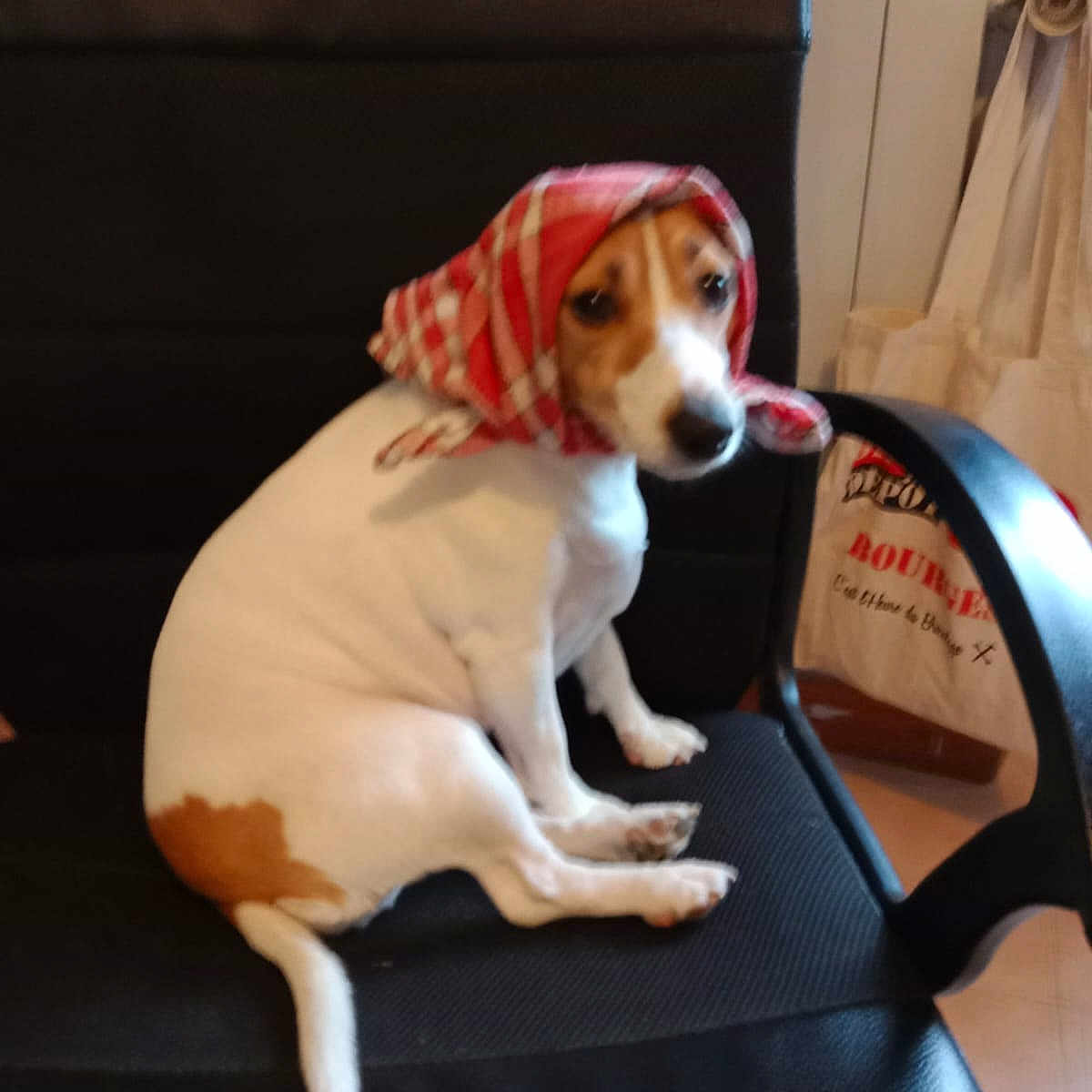 Angélique Périchon