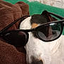 animal, black_white_fur, brown_blanket, canine, closeup, cozy, cute, dog, eyewear, fur, green_background, indoors, napping, pet, portrait, relaxed, resting, sleeping, snout, sunglasses