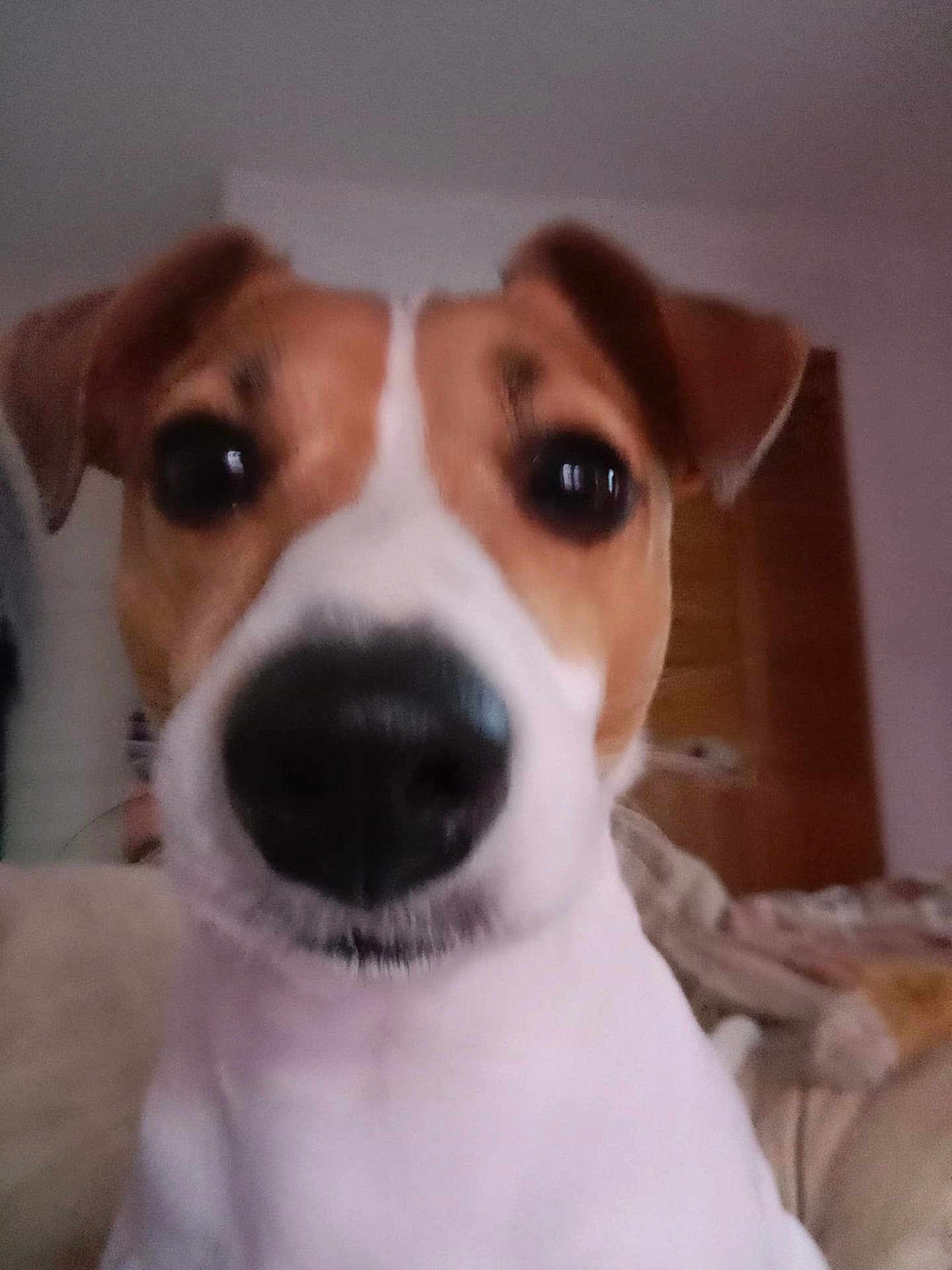 Roxy participe au concours pour gagner de l'argent avec cette photo : dog, close_up, indoor, pet, animal, curious, nose, ears, brown, white, blur, unfocused, funny, face, portrait, domestic, canine, cute, whiskers, fur