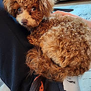 Maisy is registered to the contest to win money with this photo: dog, puppy, curly_fur, apricot_coat, brown_dog, pet, companion_animal, animal_portrait, close_up, sitting, lying_down, looking_at_camera, floppy_ears, brown_eyes, black_clothing, human_hand, lap, sofa, living_room, cozy