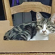 Vanille participe au concours pour gagner de l'argent avec cette photo : animal, cardboard_box, cat, cozy, curious, domestic, ears, fur, furniture, household, indoor, looking, pet, relaxed, resting, sitting, striped, tabby, whiskers, wooden_chair