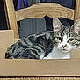 animal, cardboard_box, cat, cozy, curious, domestic, ears, fur, furniture, household, indoor, looking, pet, relaxed, resting, sitting, striped, tabby, whiskers, wooden_chair