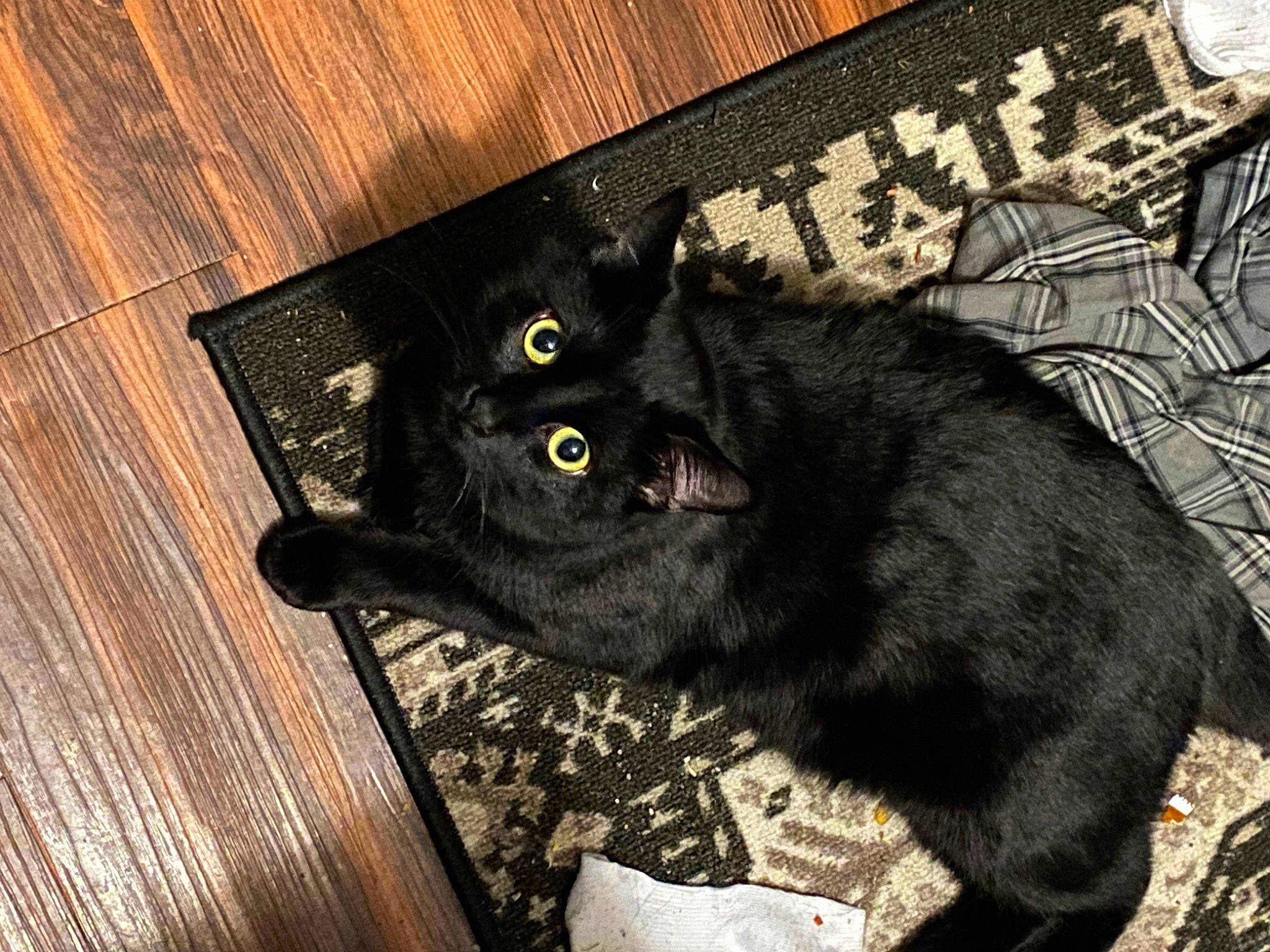 Sir Void joined the competition — help win amazing prizes! black_cat, bombay, carnivore, cat, claw, comfort, domestic_short_haired_cat, felidae, fur, grey, hardwood, plank, plywood, small_to_medium_sized_cats, tail, terrestrial_animal, varnish, whiskers, wood, wood_stain