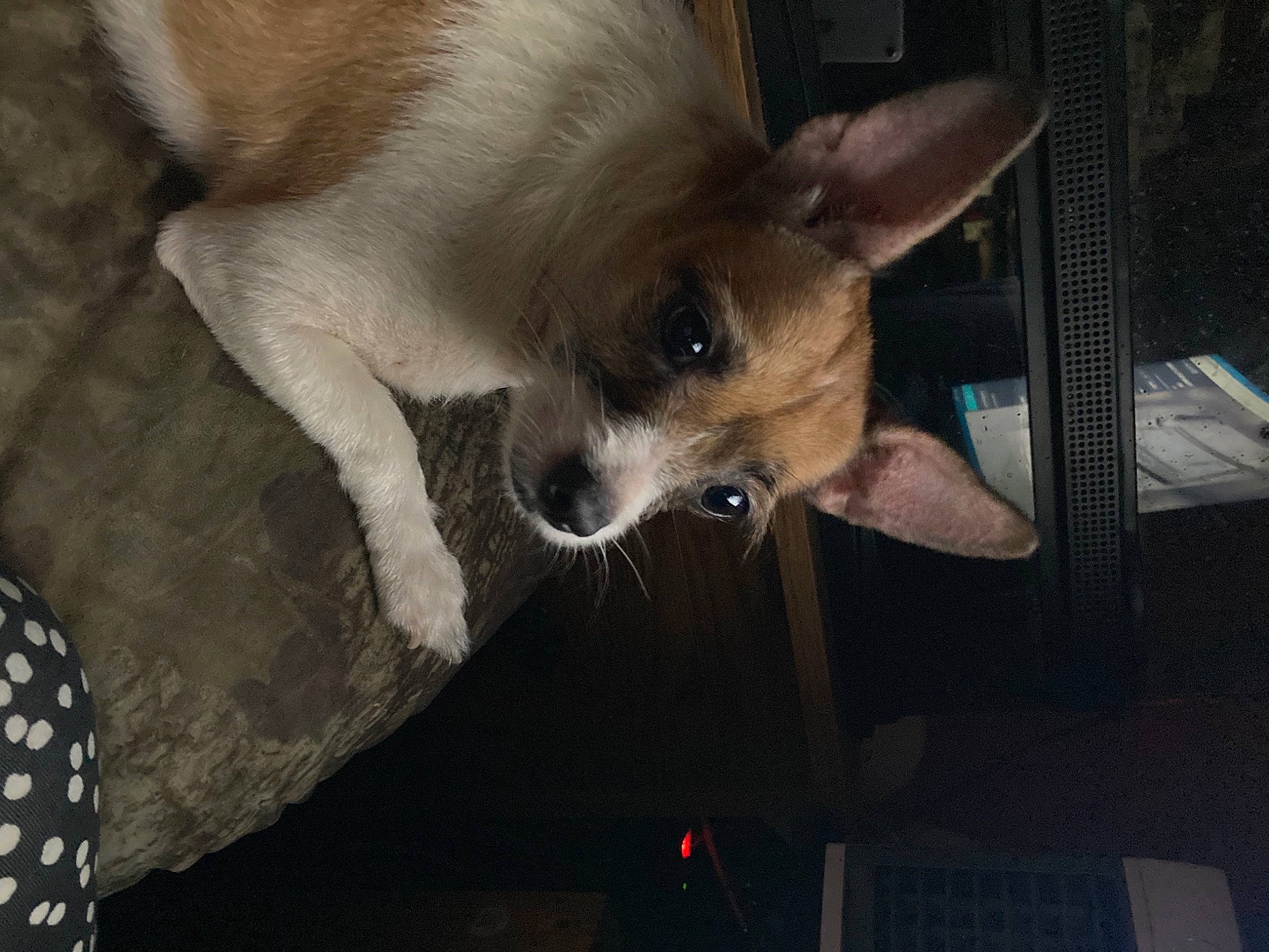 Freckles is registered to the contest to win money with this photo: canidae, carnivore, chihuahua, companion_dog, corgi_chihuahua, dog, dog_breed, dog_supply, ear, fawn, fur, non_sporting_group, small_terrier, snout, sporting_group, toy_dog, whiskers, working_animal