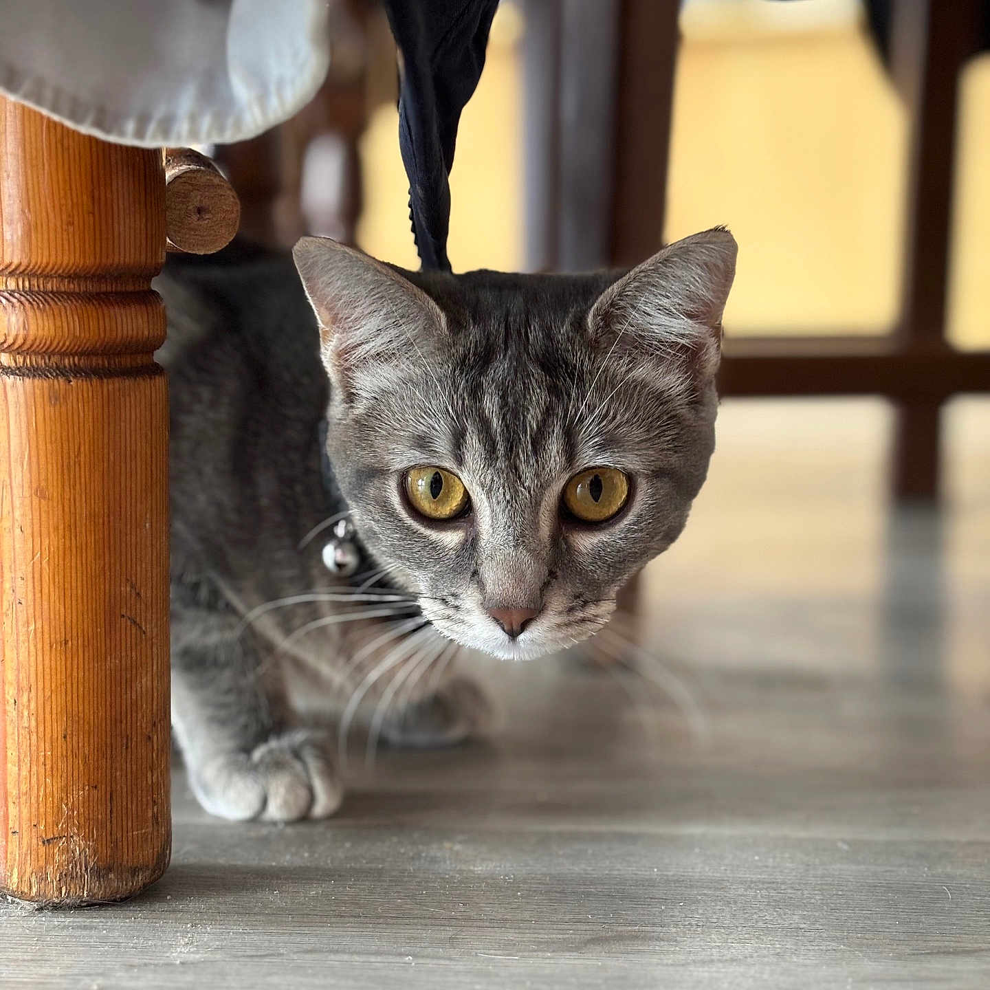 Valerya a rejoint le concours — aidez-le/la à gagner de superbes lots ! abyssinian, animal, cat, egyptiancat, hardwood, indoors, interiordesign, kitten, manx, pet, plywood, stainedwood, wood