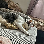 Guizmo a rejoint le concours — aidez-le/la à gagner de superbes lots ! animal, cat, comfortable, couch, cozy, curtains, daylight, feline, furry_blanket, gray_and_white, home, indoor, pet, pillow, plush_toy, relaxing, resting, sleeping, soft_texture, striped_fabric
