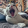 Guizmo a rejoint le concours — aidez-le/la à gagner de superbes lots ! animal, bedroom, blanket, cat, close_up, collage, cozy, cute, decorations, feline, fur, home, indoor, mouth_open, pet, photowall, relaxing, teeth, whiskers, yawning