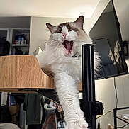 Casper is registered to the contest to win money with this photo: animal, blurred_background, brown_fur, cat, cozy, fluffy, furniture, home, household_items, indoor, living_room, mirror, paw, pet, relaxed, stretching, television, white_fur, wooden_surface, yawning