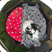 Milou participe au concours pour gagner de l'argent avec cette photo : dog, blanket, paw_print, red, hello_kitty, pet_bed, mesh, enclosure, grass, outdoor, white, black, fur, small_dog, resting, cute, cozy, sleeping_area, comfort, animal