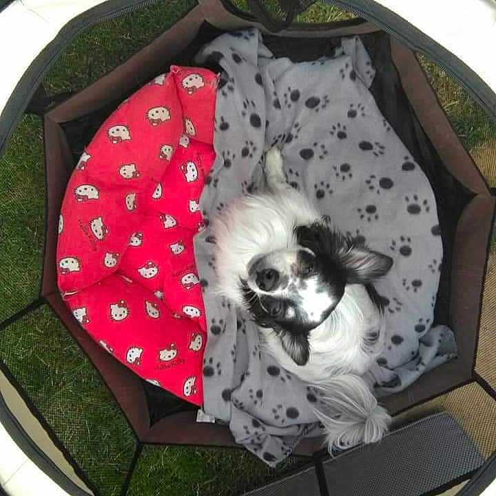 Milou participe au concours pour gagner de l'argent avec cette photo : animal, black, blanket, comfort, cozy, cute, dog, enclosure, fur, grass, hello_kitty, mesh, outdoor, paw_print, pet_bed, red, resting, sleeping_area, small_dog, white