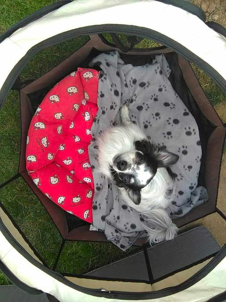 Milou participe au concours pour gagner de l'argent avec cette photo : dog, blanket, paw_print, red, hello_kitty, pet_bed, mesh, enclosure, grass, outdoor, white, black, fur, small_dog, resting, cute, cozy, sleeping_area, comfort, animal