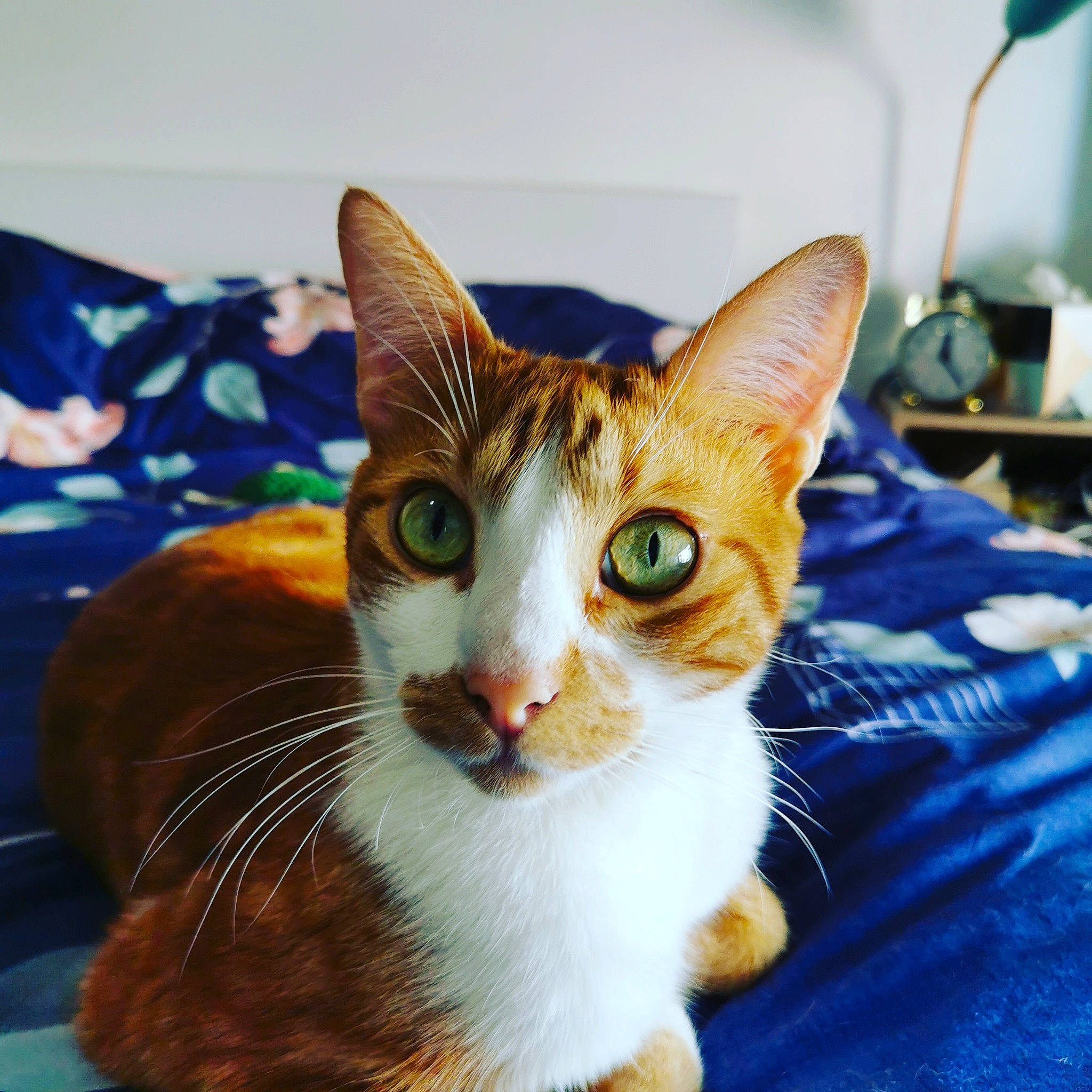 Soft a rejoint le concours — aidez-le/la à gagner de superbes lots ! aegean_cat, american_wirehair, asian, carnivore, cat, domestic_short_haired_cat, ear, european_shorthair, eye, fawn, felidae, german_rex, kitten, mammal, sitting, small_to_medium_sized_cats, tabby_cat, vertebrate, whiskers