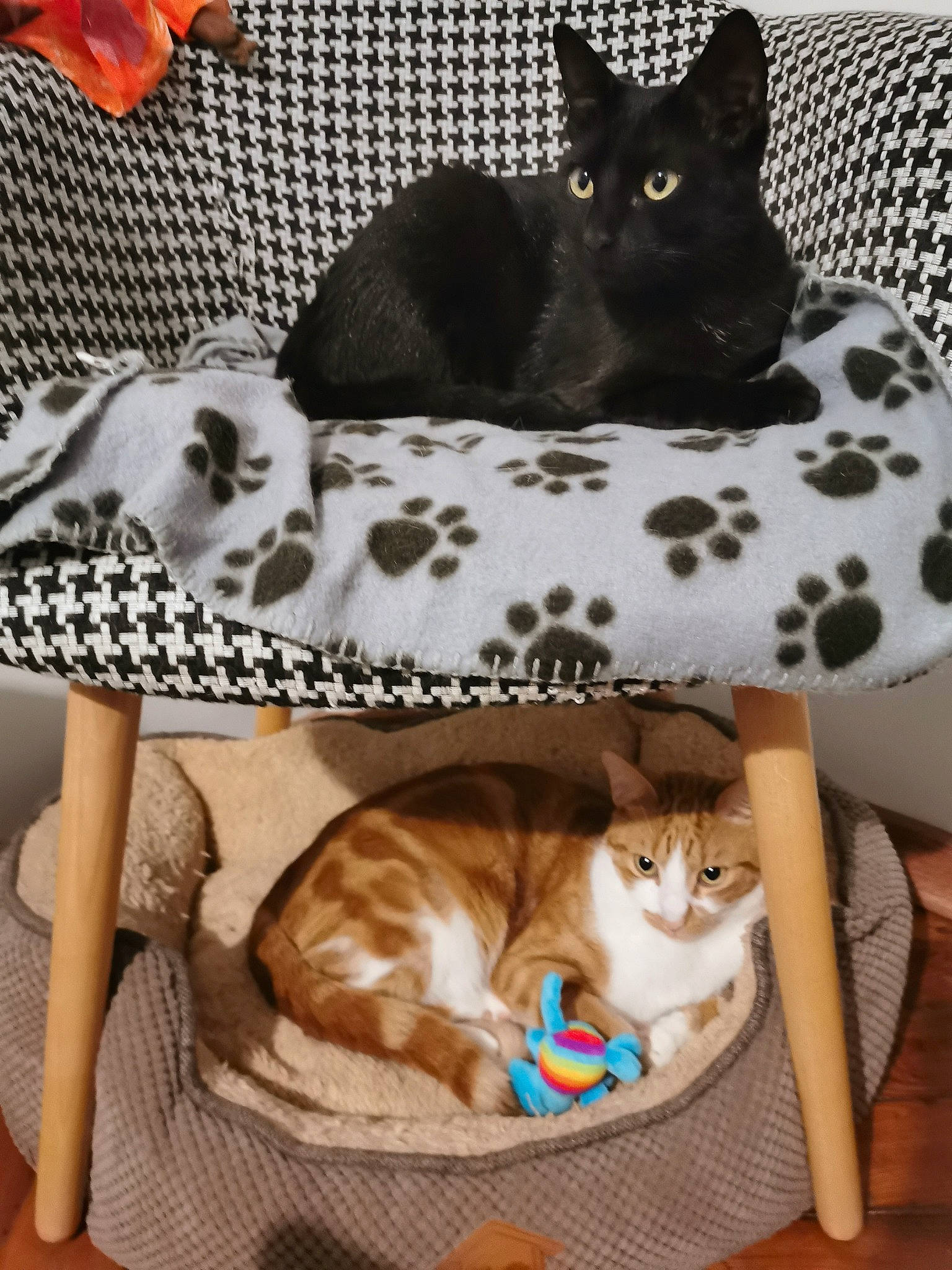 Soft a rejoint le concours — aidez-le/la à gagner de superbes lots ! american_shorthair, asian, black_cat, carnivore, cat, cat_bed, domestic_short_haired_cat, european_shorthair, fawn, felidae, kitten, mammal, ocicat, small_to_medium_sized_cats, whiskers