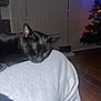 Luna joined the competition — help win amazing prizes! cat, black_cat, sleeping, pet, indoor, cozy, christmas_tree, holiday_lights, knees, relaxing, home, furniture, curtains, wood_floor, dark, night, quiet, animal, mammal, whiskers