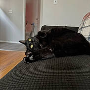 Luna is registered to the contest to win money with this photo: black_cat, cat, yellow_eyes, couch, indoor, home, wooden_floor, doorway, bathroom, fur, pet, relaxed, curious, playful, feline, animal, domestic, cozy, resting, texture