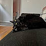 black_cat, cat, yellow_eyes, couch, indoor, home, wooden_floor, doorway, bathroom, fur, pet, relaxed, curious, playful, feline, animal, domestic, cozy, resting, texture