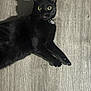 black_cat, cat, pet, animal, wide_eyes, tongue_out, floor, wood_floor, shadow, indoor, domestic_cat, fur, whiskers, collar, alert, lying_down, cute, curious, playful, mammal