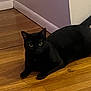 Luna joined the competition — help win amazing prizes! black_cat, cat, pet, animal, indoor, wooden_floor, flooring, corner, wall, purple_wall, cream_wall, eyes, fur, whiskers, laying_down, domestic_cat, mammal, quiet, relaxed, feline