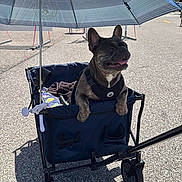 Sparky is registered to the contest to win money with this photo: dog, french_bulldog, wagon, umbrella, outdoor, sunny, pavement, pet, smiling, happy, animal, leash, blue, shadow, daylight, vehicle, transport, cute, canine, summer