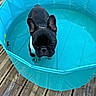 animal, black_and_white, blue_pool, deck, dog, ears, french_bulldog, funny, garden, outdoor, pet, portrait, puppy, short_snout, standing, summer, swimming_pool, water, wet, wooden_deck