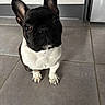 Utopia a rejoint le concours — aidez-le/la à gagner de superbes lots ! dog, french_bulldog, black_and_white, portrait, sitting, indoors, tile_floor, large_ears, wrinkled_face, short_muzzle, white_chest, paws, shiny_eyes, looking_at_camera, pet, canine, home, kitchen, close_up, adorable