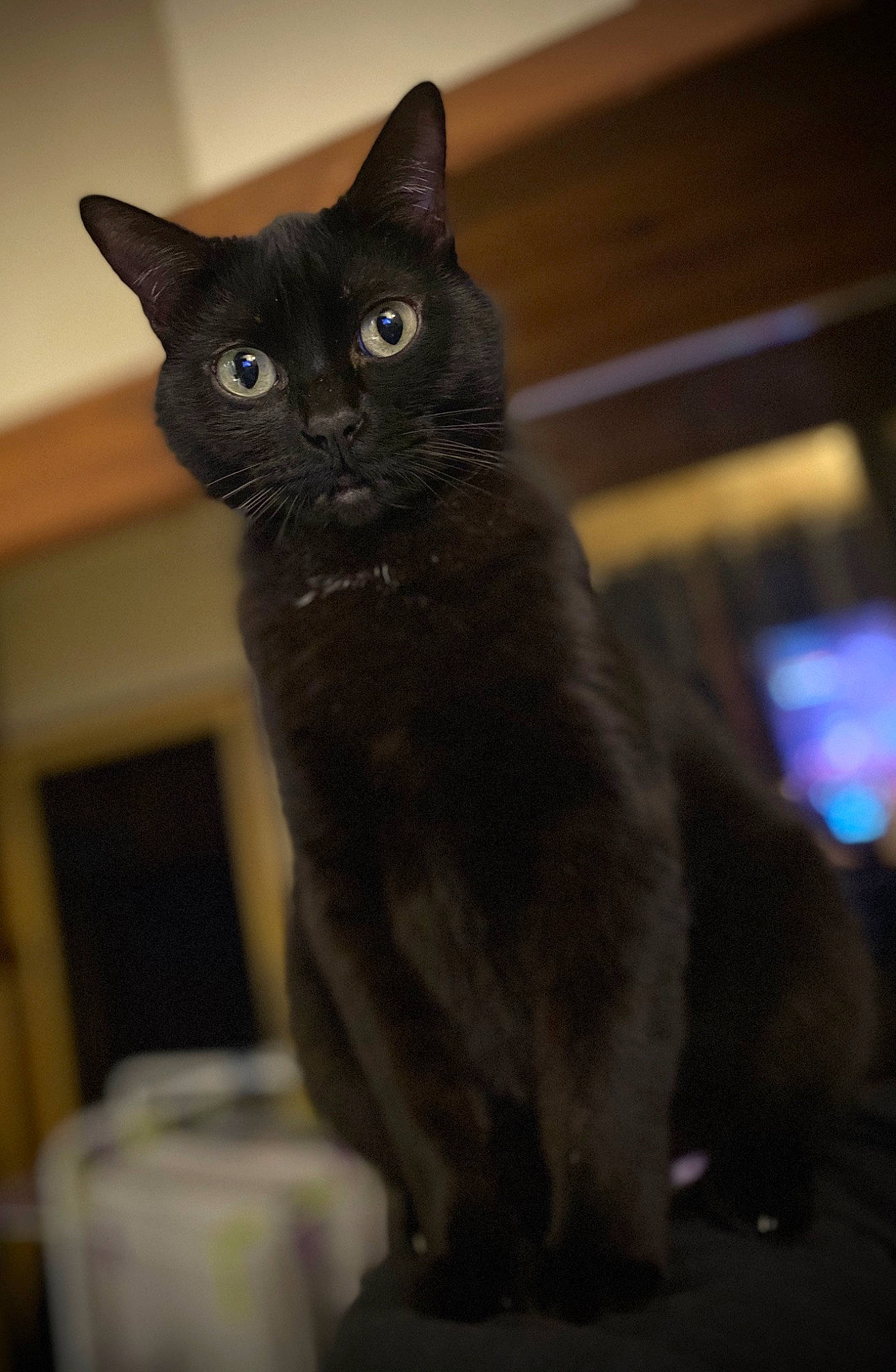 Crapouille a rejoint le concours — aidez-le/la à gagner de superbes lots ! asian, black_cat, bombay, burmese, carnivore, cat, domestic_short_haired_cat, european_shorthair, felidae, fur, kitten, korat, mammal, polydactyl_cat, russian_blue, small_to_medium_sized_cats, snout, whiskers