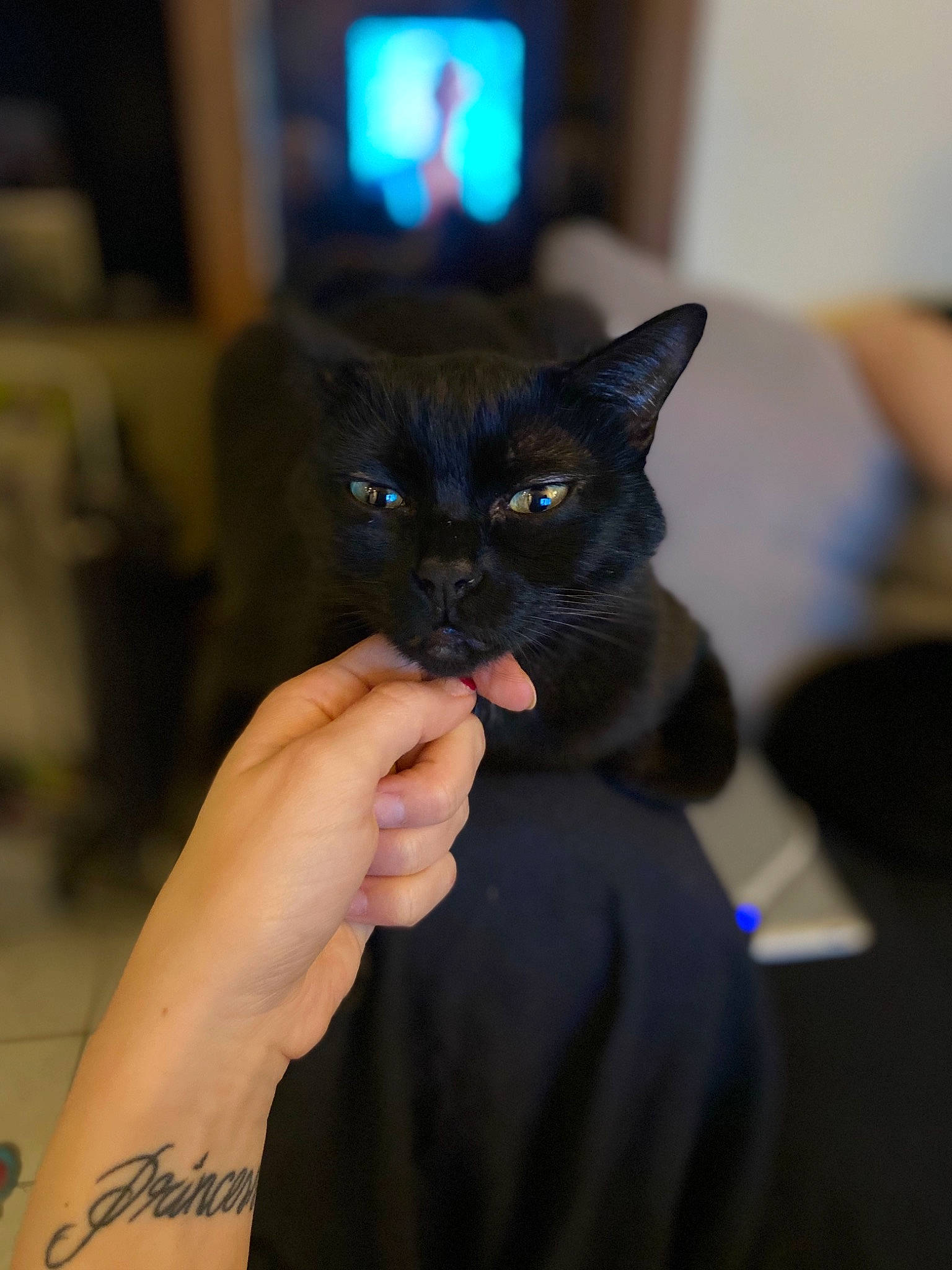 Crapouille participe au concours pour gagner de l'argent avec cette photo : asian, black, black_cat, bombay, burmese, carnivore, cat, domestic_short_haired_cat, ear, eye, felidae, hand, iris, kitten, mammal, norwegian_forest_cat, small_to_medium_sized_cats, whiskers