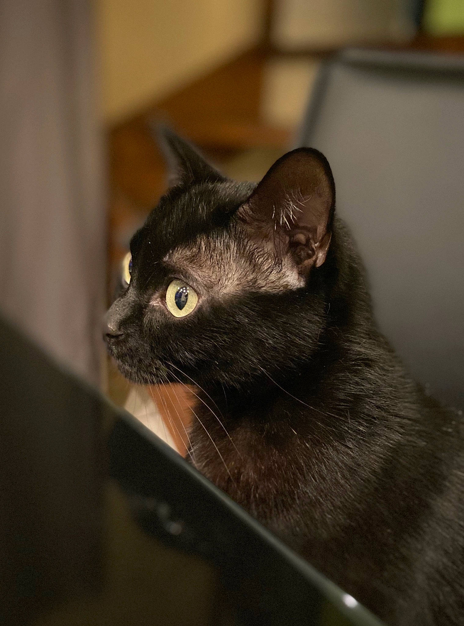 Crapouille participe au concours pour gagner de l'argent avec cette photo : asian, black_cat, bombay, burmese, carnivore, cat, domestic_short_haired_cat, ear, eye, felidae, havana_brown, kitten, korat, mammal, nebelung, small_to_medium_sized_cats, snout, tonkinese, vertebrate, whiskers