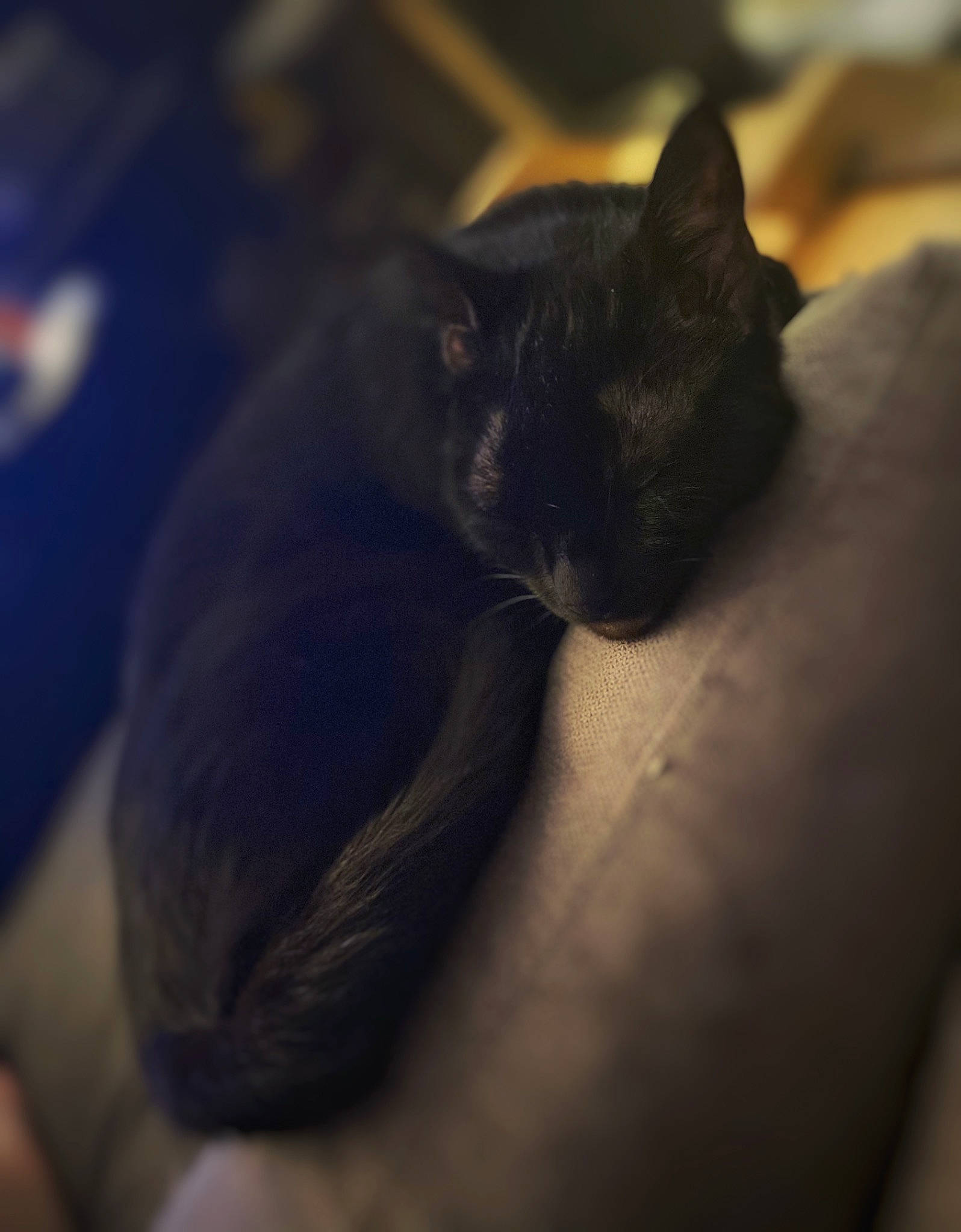 Fifille participe au concours pour gagner de l'argent avec cette photo : asian, black, black_cat, burmese, carnivore, cat, cloud, ear, eye, felidae, fur, kitten, meteorological_phenomenon, nap, sky, sleep, small_to_medium_sized_cats, tail, whiskers