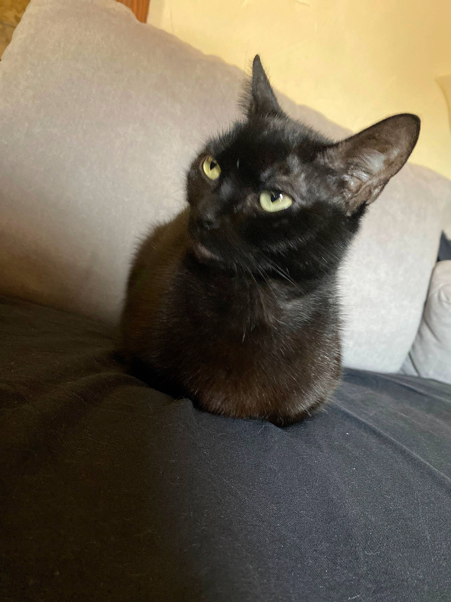 Fifille a rejoint le concours — aidez-le/la à gagner de superbes lots ! asian, black_cat, bombay, burmese, carnivore, cat, domestic_short_haired_cat, felidae, german_rex, havana_brown, javanese, kitten, korat, mammal, russian_blue, small_to_medium_sized_cats, snout, tonkinese, vertebrate, whiskers