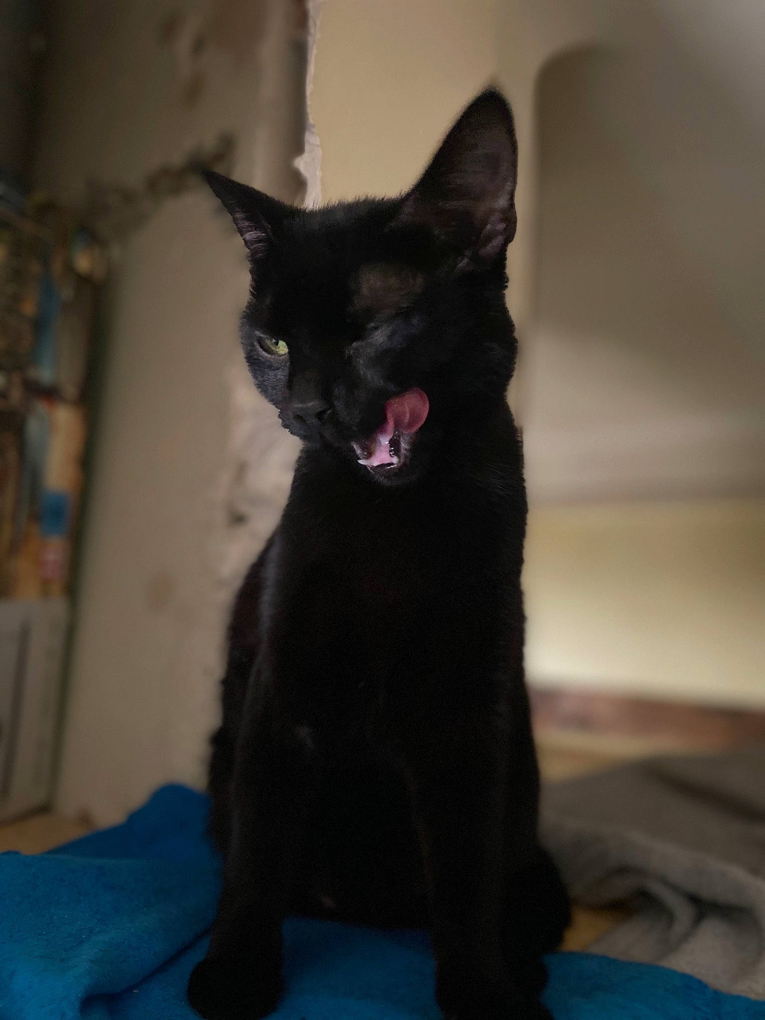 Inky a rejoint le concours — aidez-le/la à gagner de superbes lots ! asian, black, black_cat, bombay, carnivore, cat, ear, felidae, fur, havana_brown, kitten, mammal, oriental_shorthair, small_to_medium_sized_cats, snout, tail, whiskers