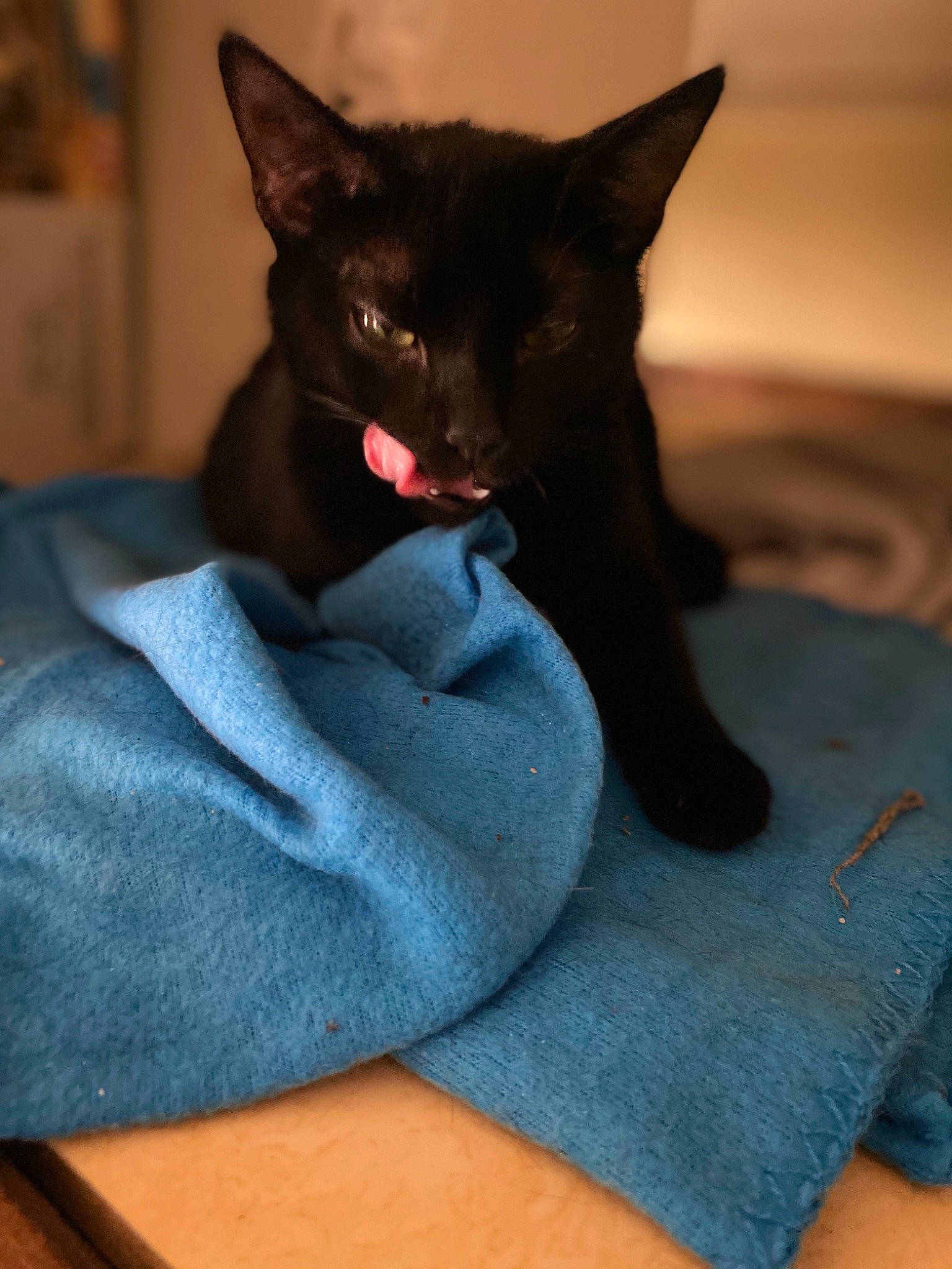 Inky a rejoint le concours — aidez-le/la à gagner de superbes lots ! asian, black_cat, bombay, burmese, carnivore, cat, domestic_short_haired_cat, ear, felidae, fur, havana_brown, korat, linens, mammal, nap, small_to_medium_sized_cats, snout, whiskers