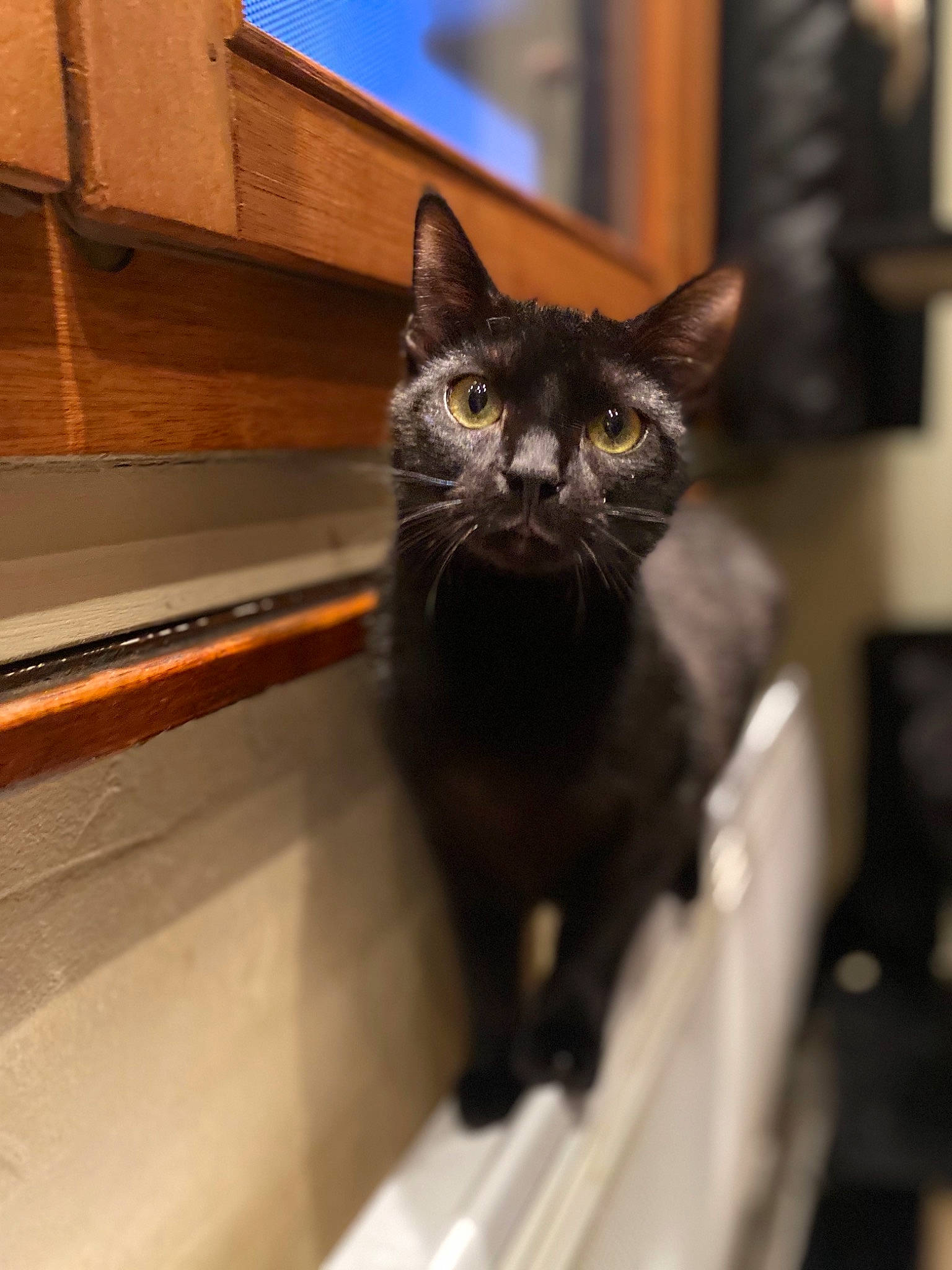 Inky participe au concours pour gagner de l'argent avec cette photo : asian, black_cat, bombay, carnivore, cat, domestic_short_haired_cat, european_shorthair, eye, felidae, fur, kitten, small_to_medium_sized_cats, snout, whiskers, window