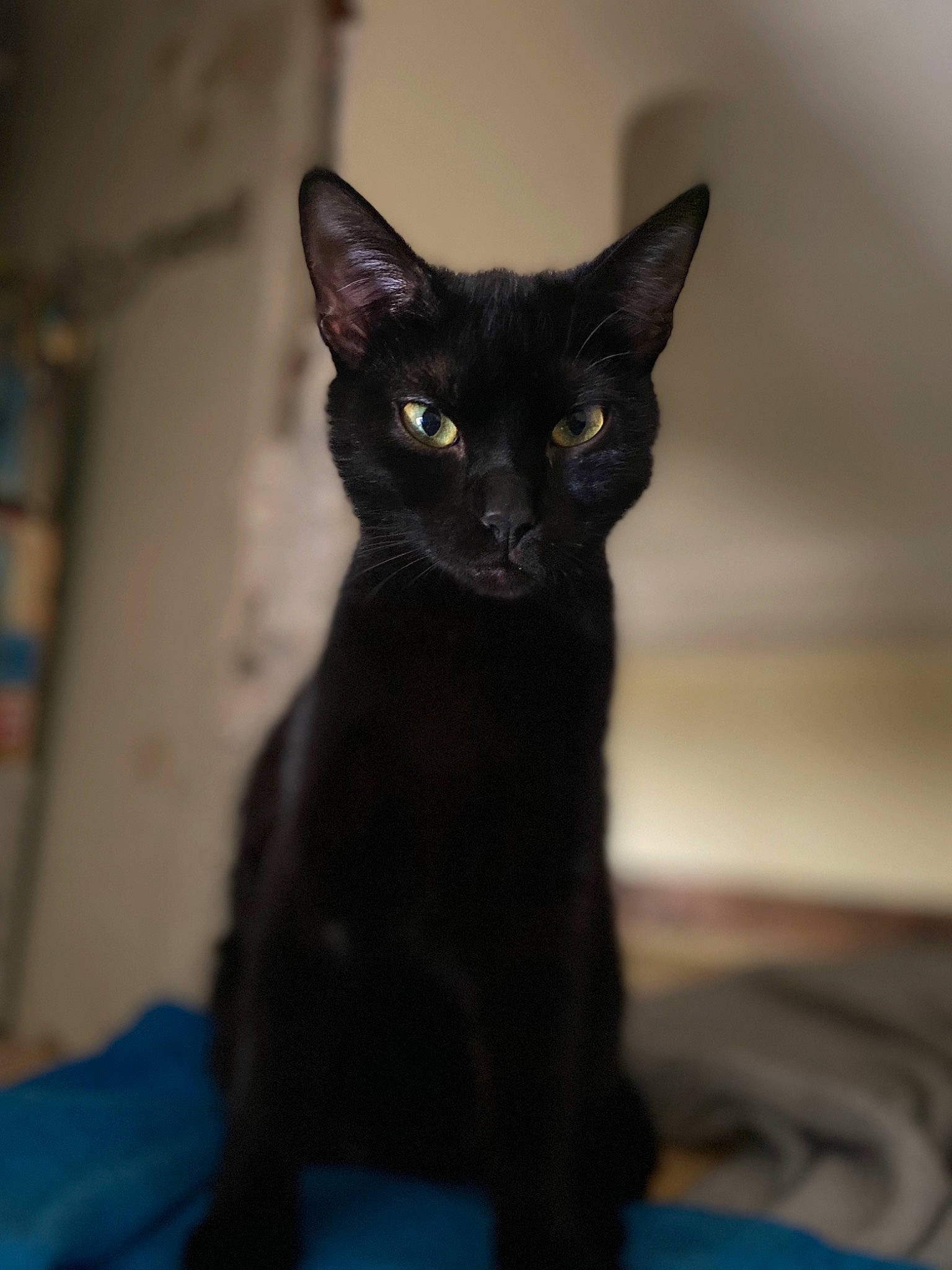 Inky participe au concours pour gagner de l'argent avec cette photo : asian, black, black_cat, bombay, burmese, carnivore, cat, devon_rex, ear, eye, felidae, havana_brown, kitten, mammal, oriental_shorthair, small_to_medium_sized_cats, vertebrate, whiskers