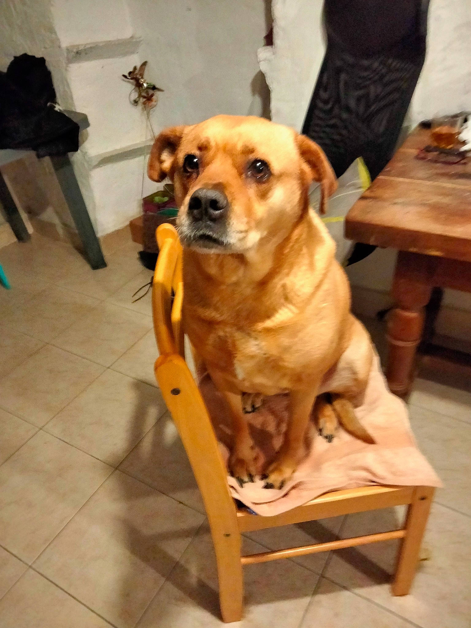 Poupi a rejoint le concours — aidez-le/la à gagner de superbes lots ! canidae, carnivore, chair, collar, companion_dog, dog, dog_breed, fawn, flooring, fur, furniture, hardwood, pet_supply, snout, sporting_group, table, tableware, whiskers, wood, working_animal