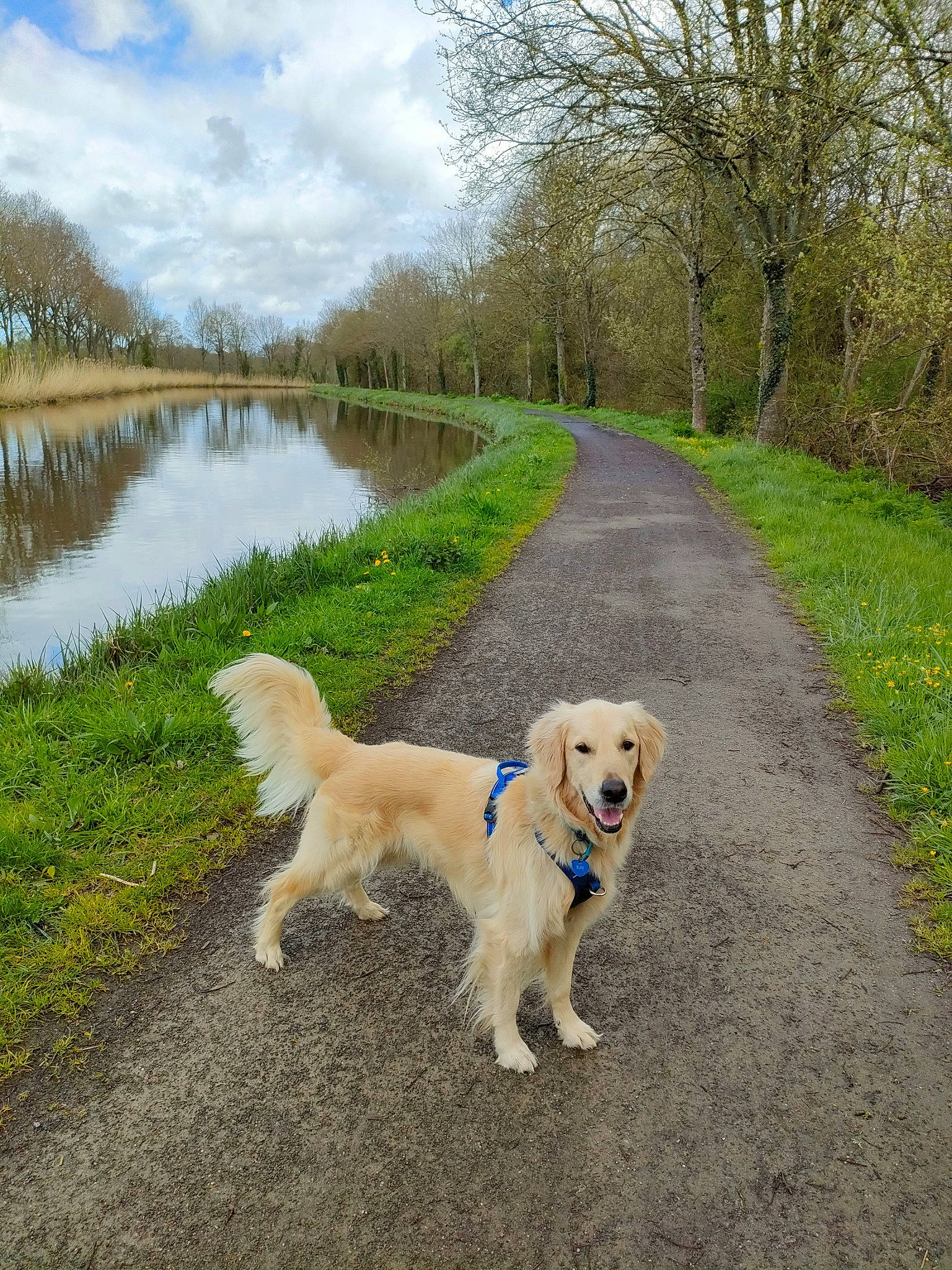Sun participe au concours pour gagner de l'argent avec cette photo : carnivore, cloud, collar, companion_dog, dog, dog_breed, fawn, grass, lake, landscape, leash, natural_landscape, plant, retriever, sky, sporting_group, tail, tree, water, working_animal