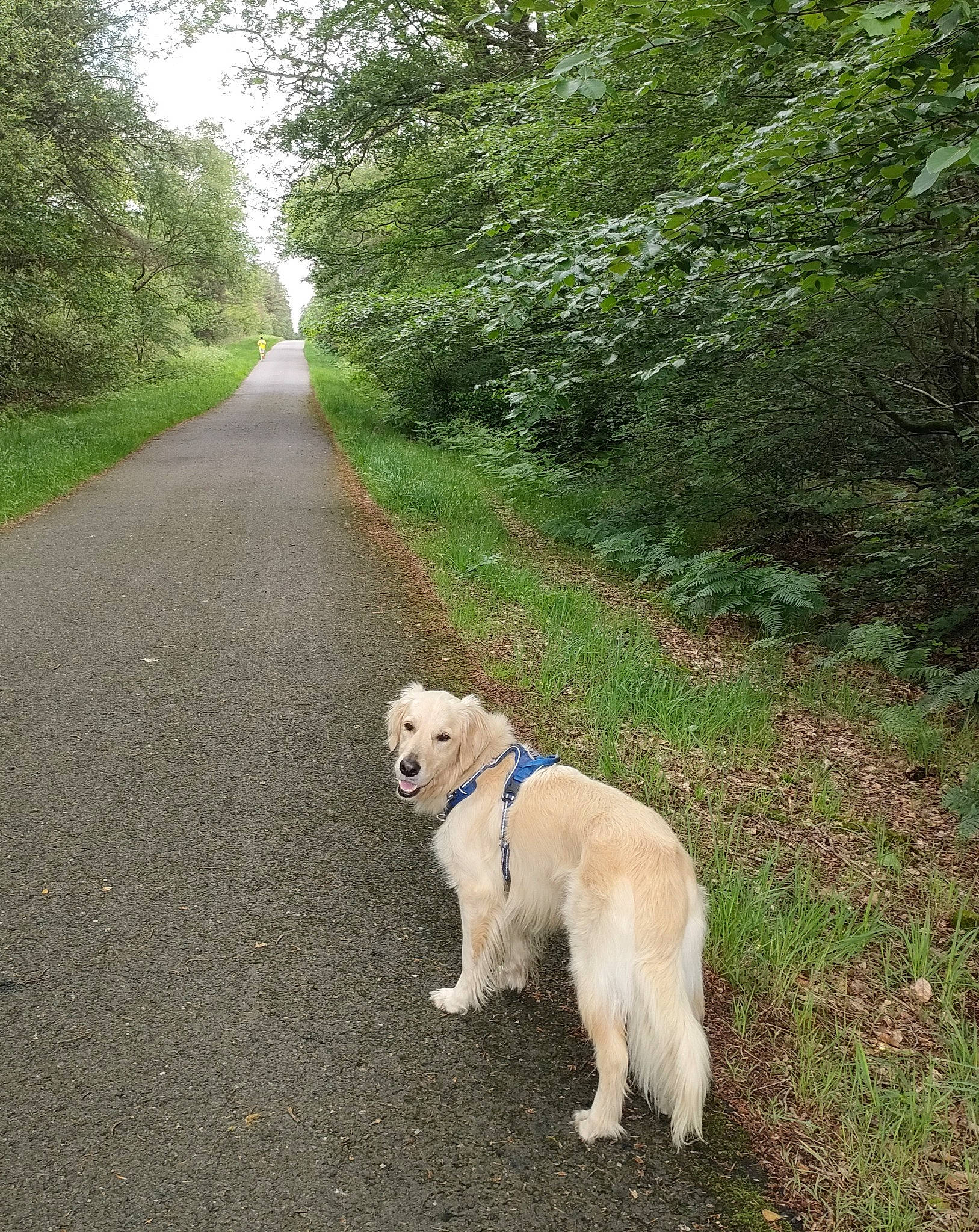 Sun a rejoint le concours — aidez-le/la à gagner de superbes lots ! asphalt, canidae, carnivore, collar, companion_dog, dog, dog_breed, fawn, forest, grass, landscape, natural_landscape, plant, road, road_surface, sky, sporting_group, tail, tree, working_animal