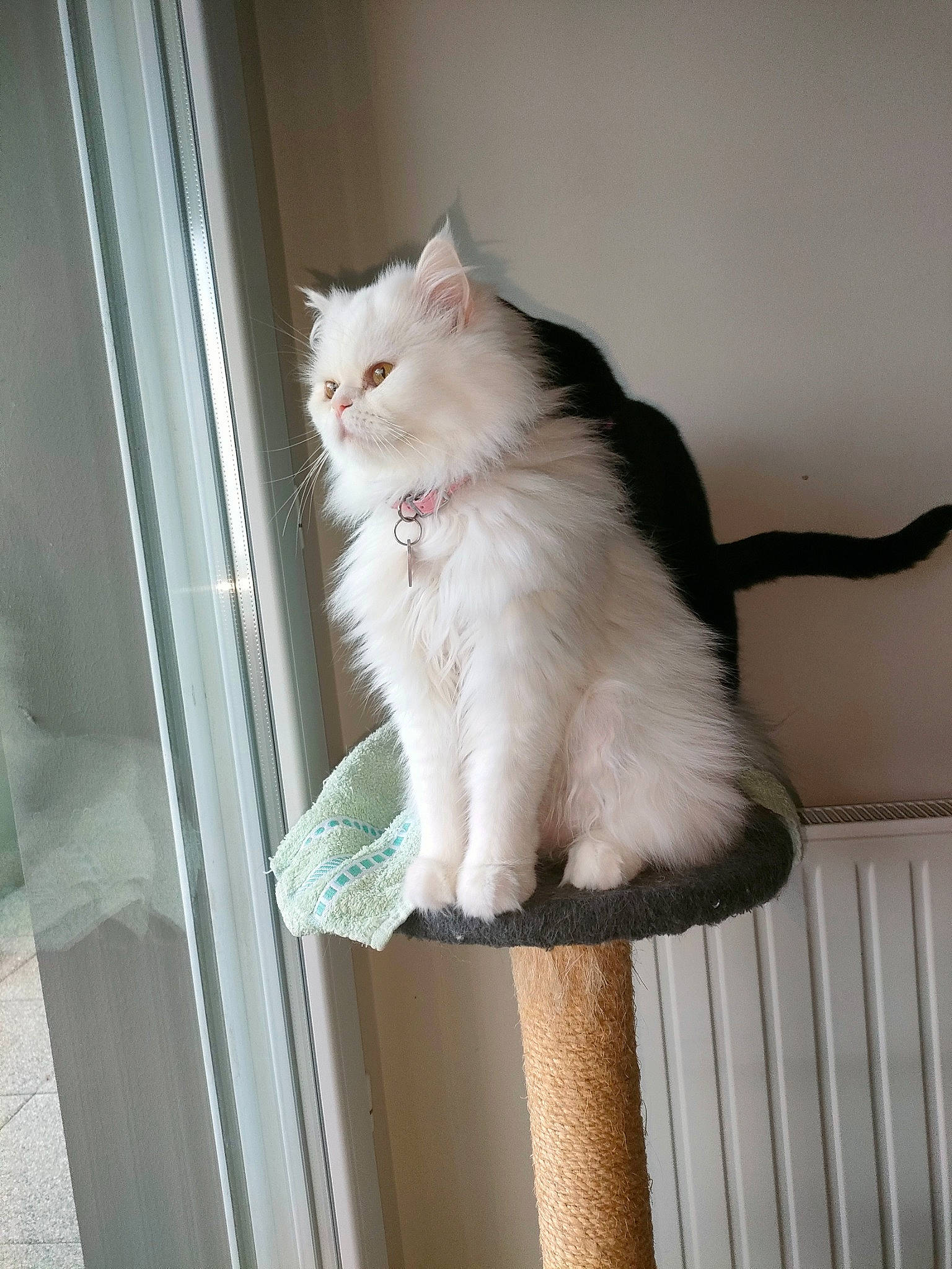 Sissi a rejoint le concours — aidez-le/la à gagner de superbes lots ! carnivore, cat, claw, domestic_short_haired_cat, fawn, felidae, fur, hardwood, paw, sitting, small_to_medium_sized_cats, snout, tail, whiskers, window, wood