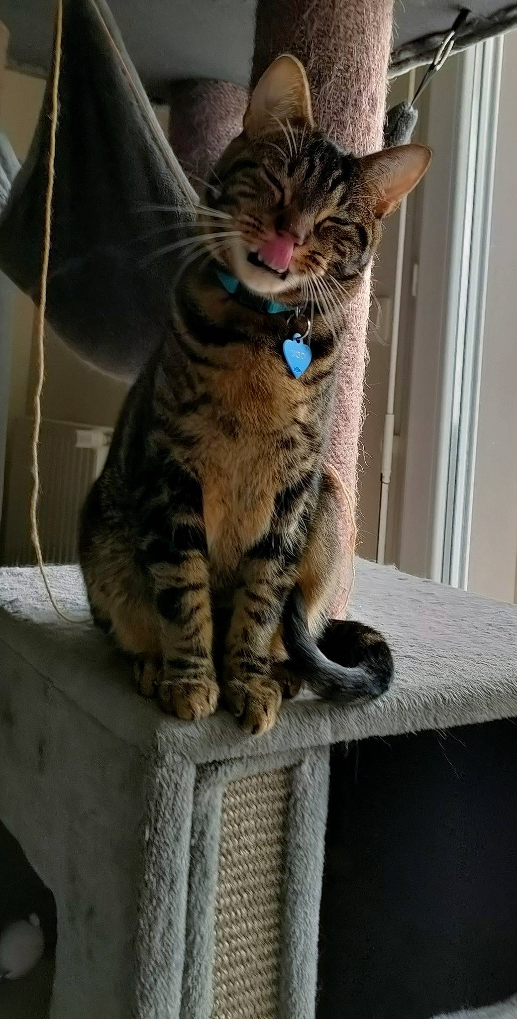 Ugo participe au concours pour gagner de l'argent avec cette photo : carnivore, cat, claw, curious, domestic_short_haired_cat, felidae, fur, paw, sitting, small_to_medium_sized_cats, snout, tail, terrestrial_animal, whiskers